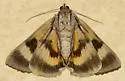 Married Underwing - Hodges#8842 - photo 4