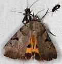 Married Underwing - Hodges#8842 - photo 5