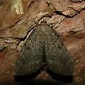 Catocala obscura or residua