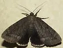 Catocala obscura - Hodges#8784 - photo 4