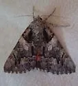 Catocala ophelia - Hodges#8854 - photo 3