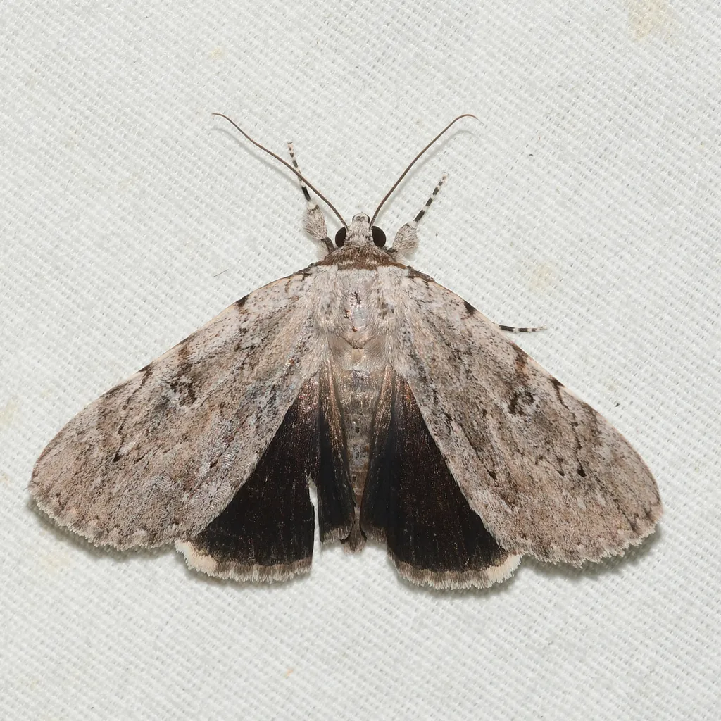 Orb Underwing Moth - Hodges#8856 - photo 2