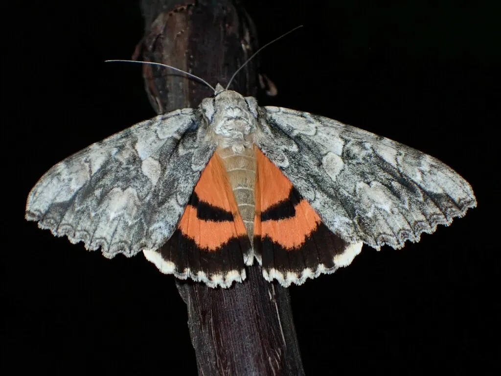 Mother Underwing - Hodges#8806 - photo 2