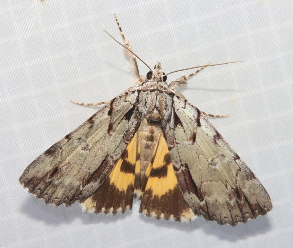 Praeclara Underwing - Hodges#8865 - photo 2