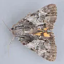 Precious Underwing - Hodges#8858.1