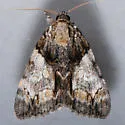 Precious Underwing - Hodges#8858.1 - photo 2