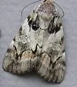 Precious Underwing - Hodges#8858.1 - photo 3