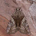 Precious Underwing - Hodges#8858.1 - photo 4