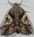 Precious Underwing - Hodges#8858.1 - photo 5