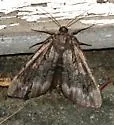 Residua Underwing - Hodges#8785 - photo 2