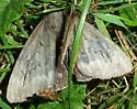 Residua Underwing - Hodges#8785 - photo 3