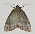 Residua Underwing - Hodges#8785 - photo 4