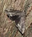 Residua Underwing - Hodges#8785 - photo 5