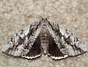 Yellow-gray Underwing and Hulst's Underwing