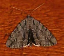 Yellow-gray Underwing and Hulst's Underwing - photo 2