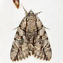 Yellow-gray Underwing and Hulst's Underwing - photo 3
