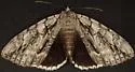 Yellow-gray Underwing and Hulst's Underwing - photo 4