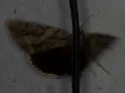 Yellow-gray Underwing and Hulst's Underwing - photo 5