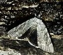 Robinson's Underwing - Hodges#8780