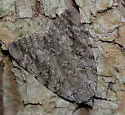 Robinson's Underwing - Hodges#8780 - photo 2