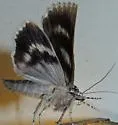 Robinson's Underwing - Hodges#8780 - photo 3