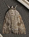 Robinson's Underwing - Hodges#8780 - photo 4