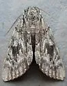 Robinson's Underwing - Hodges#8780 - photo 5