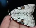 Sappho Underwing - Hodges#8786 - photo 2