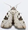 Sappho Underwing - Hodges#8786 - photo 3