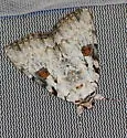 Sappho Underwing - Hodges#8786 - photo 4