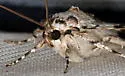 Sappho Underwing - Hodges#8786 - photo 5