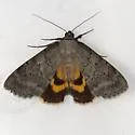 Serene Underwing - Hodges#8779