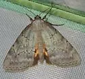 Serene Underwing - Hodges#8779 - photo 2