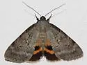 Serene Underwing - Hodges#8779 - photo 3