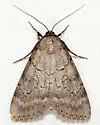 Serene Underwing - Hodges#8779 - photo 4
