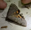 Serene Underwing - Hodges#8779 - photo 5