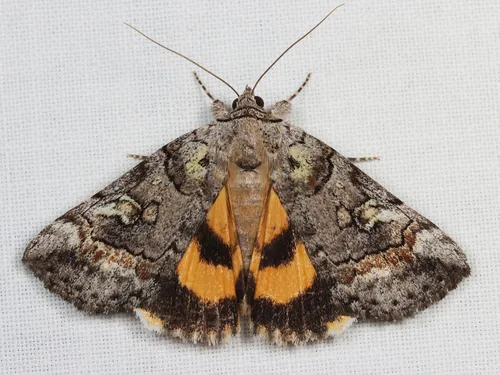 Similar Underwing - Hodges#8873 - Catocala similis