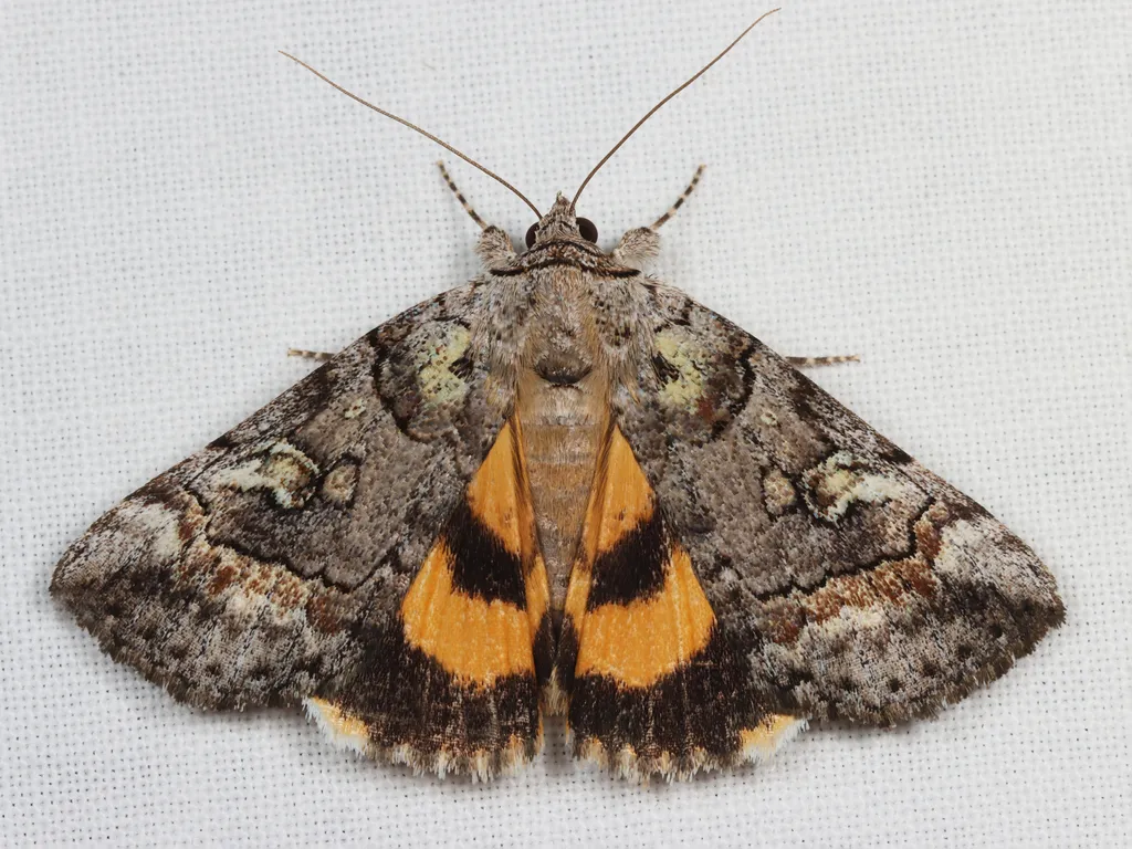 Similar Underwing - Hodges#8873 - photo 2