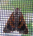 Sordid Underwing - Hodges#8846 - Catocala sordida