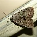 Sordid Underwing - Hodges#8846 - photo 2
