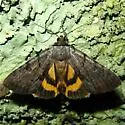 Sordid Underwing - Hodges#8846 - photo 3