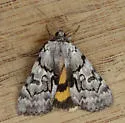 Sordid Underwing - Hodges#8846 - photo 4
