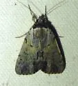 Sordid Underwing - Hodges#8846 - photo 5