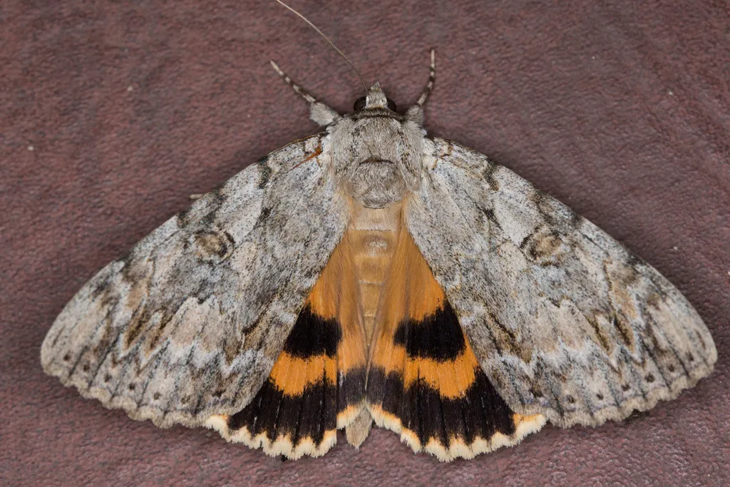 Youthful Underwing - Hodges#8797 - photo 2