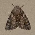 Ulalume Underwing Moth - Hodges#8789 - photo 4