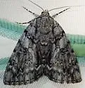 Ulalume Underwing Moth - Hodges#8789 - photo 5