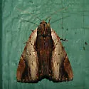 Ultronia Underwing - Hodges#8857