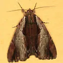 Ultronia Underwing - Hodges#8857 - photo 2
