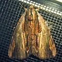 Ultronia Underwing - Hodges#8857 - photo 3