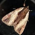Ultronia Underwing - Hodges#8857 - photo 4